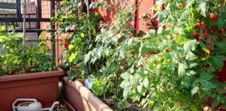 uzgoj rajčice na balkonu sadnja rajčice na balkonu
