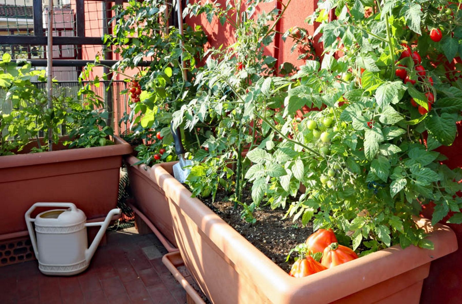uzgoj rajčice na balkonu sadnja rajčice na balkonu