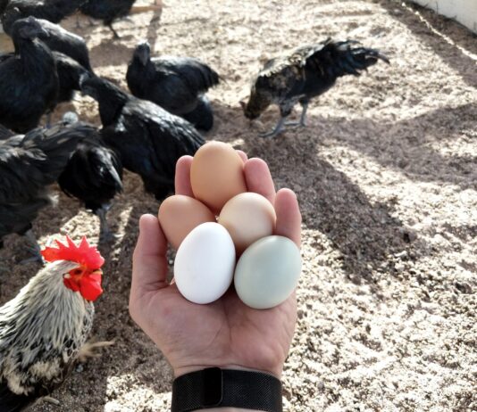 Kako se određuje cijena konzumnih jaja?