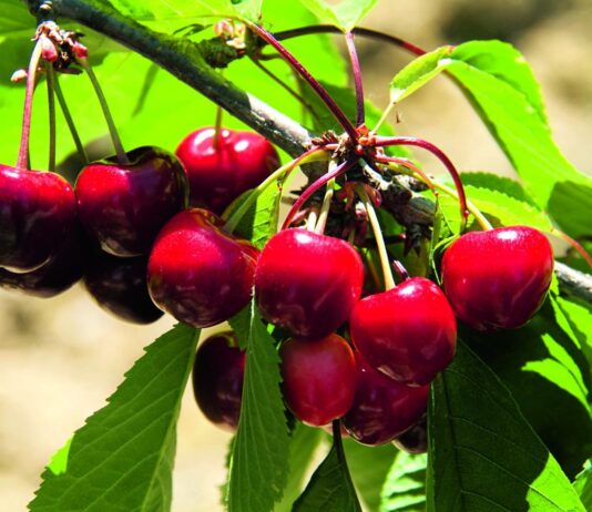 Koliko je uzgoj trešnje isplativ?