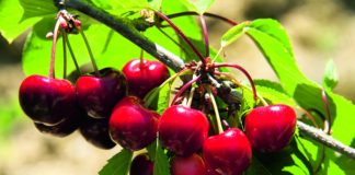 uzgoj trešnje isplativost uzgoja trešanja