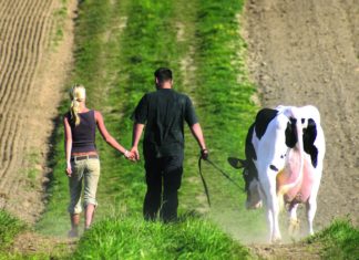 branko bobetić domaće stočarstvo mliječno govedarstvo