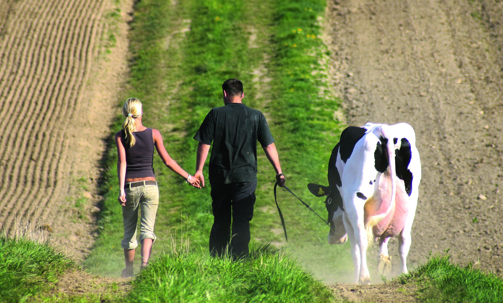 branko bobetić domaće stočarstvo mliječno govedarstvo