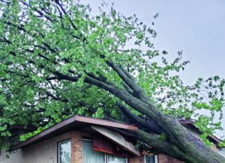 sprječavanje štete na stabliam od oluje štete od nevremena od stabala