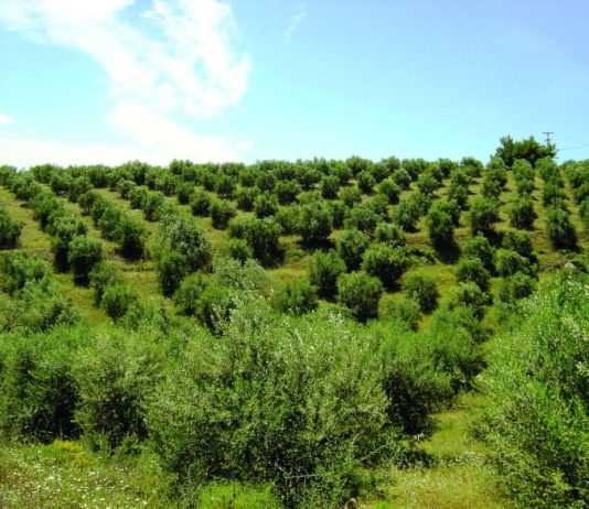 upisnik maslinika upis maslina upis maslinika