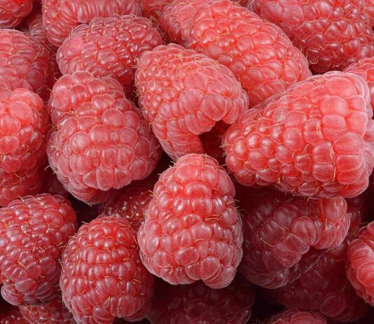 Što trebate znati prije podizanja nasada maline?