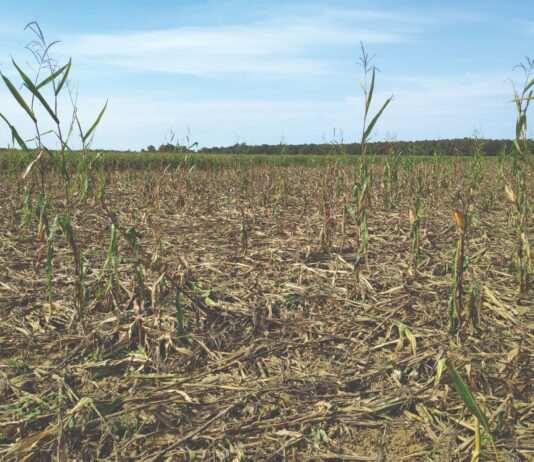 Uskoro lakše do naknade šteta od divljači