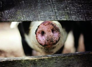 digitalni farming uzgoj svinja