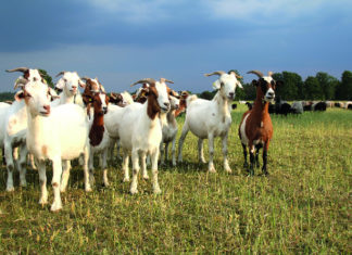 financijska potpora uzgajivačima ovaca i koza
