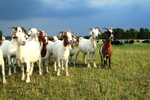 financijska potpora uzgajivačima ovaca i koza