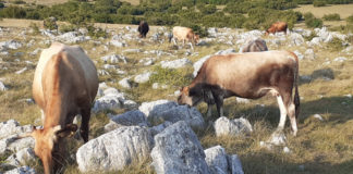 izvorne pasmine goveda u hrvatskoj
