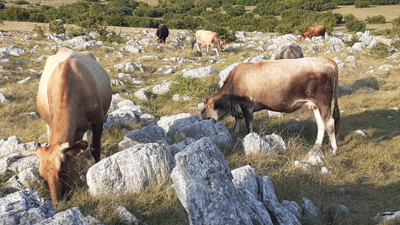 izvorne pasmine goveda u hrvatskoj
