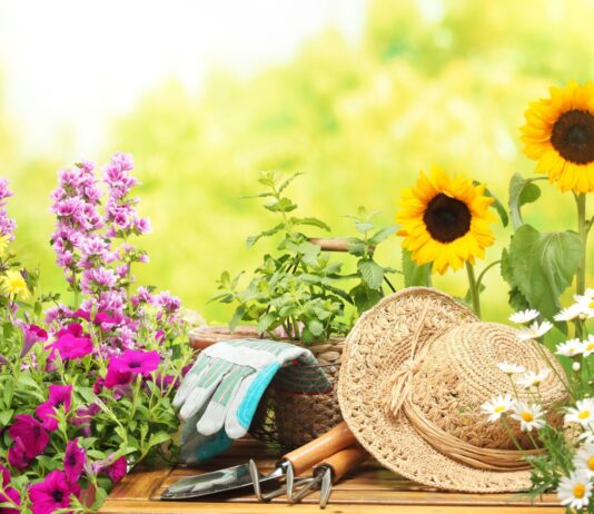 Koje biljke biste voljeli u vašem vrtu