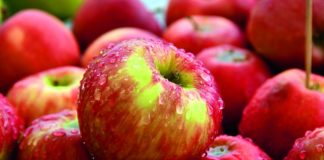 isplativost uzgoja jabuka isplativost proizvodnje jabuka