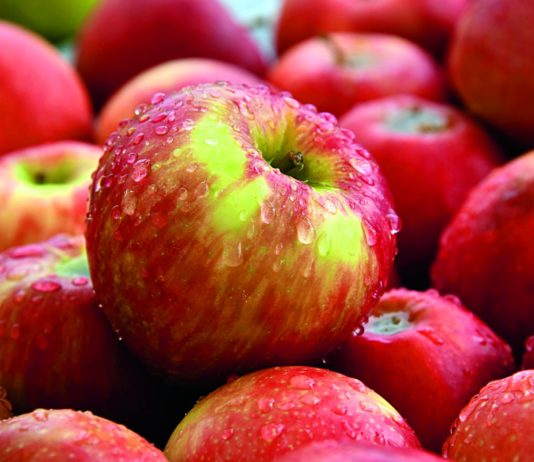 isplativost uzgoja jabuka isplativost proizvodnje jabuka