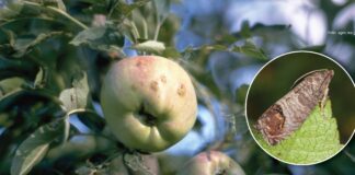 madex andermatt bioinput jabučni savijač cvrljivost jabuka
