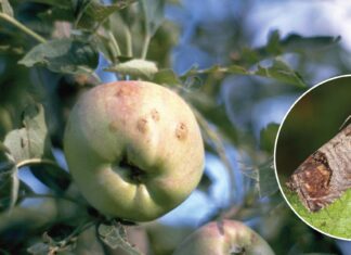 madex andermatt bioinput jabučni savijač cvrljivost jabuka