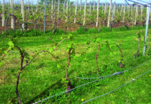 zaraženi trsovi bolesni vinogradi eksa eutipa fitoplazma