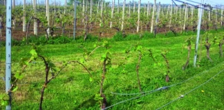pljevljenje zalamanje zaperaka zelena rezidba vinove loze