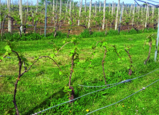 zaraženi trsovi bolesni vinogradi eksa eutipa fitoplazma