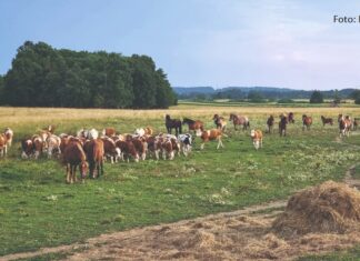 unaprjeđenje stočarstva u hrvatskoj