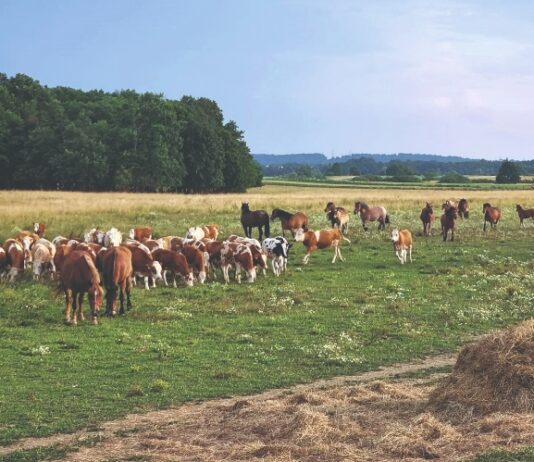 unaprjeđenje stočarstva u hrvatskoj