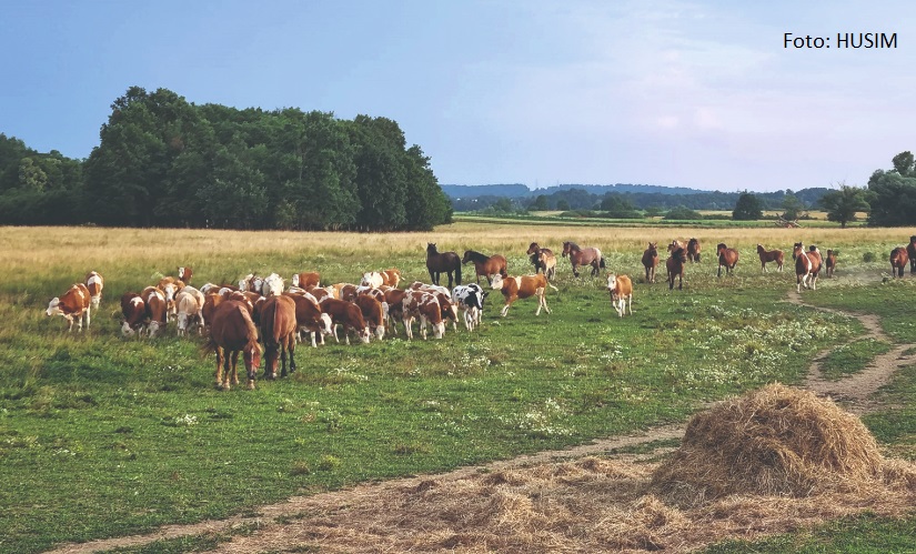 unaprjeđenje stočarstva u hrvatskoj