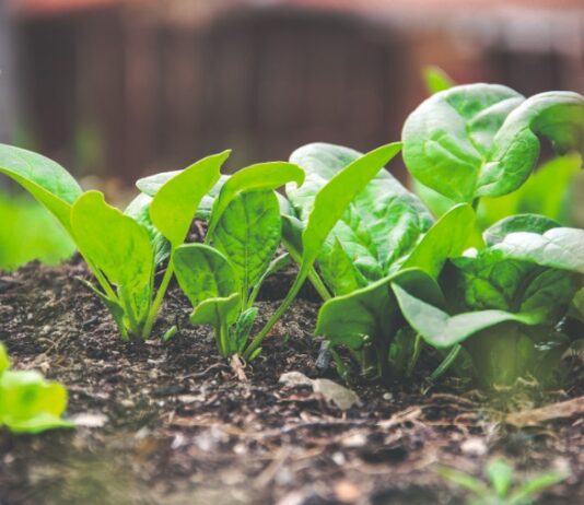 sjetva lisnatog povrća sadnja lučica