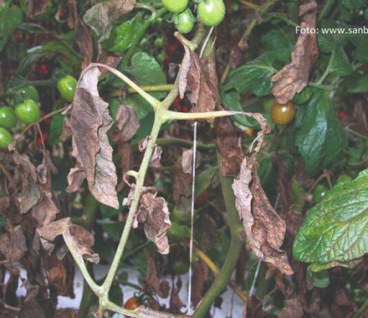 grinje sušenje rajčica