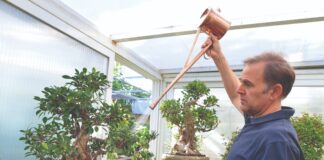 Kako uzgojiti bonsai stabalca?