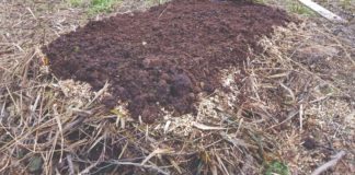 kompost kompostna hrpa
