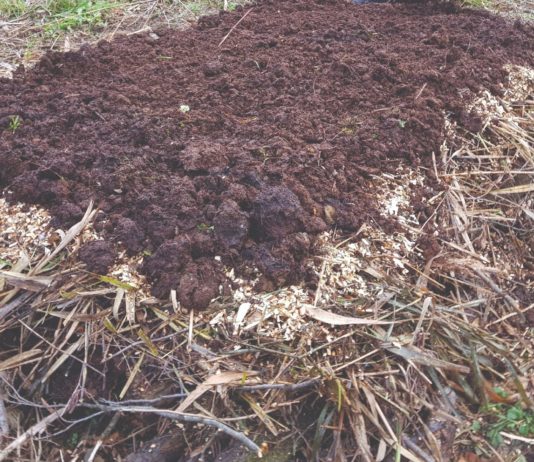 kompost kompostna hrpa