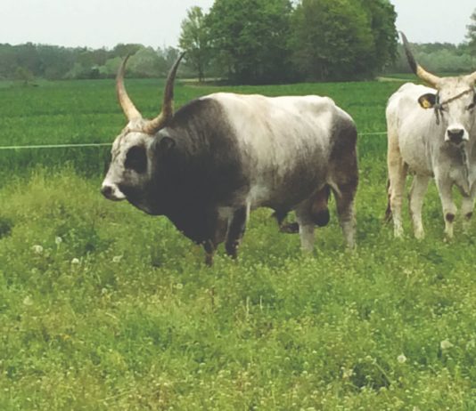 slavonsko srijemski podolac