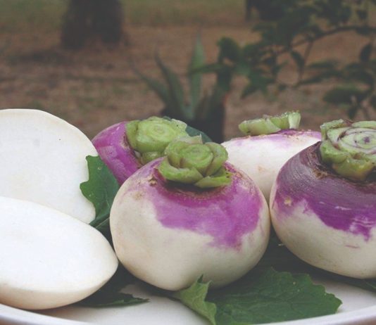 Repa – kako ju uzgojiti u vrtu? repa