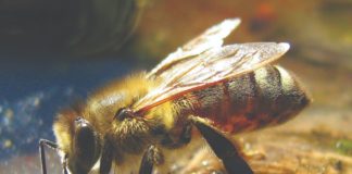 pčele građa pčela