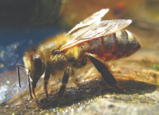 suša i pčele