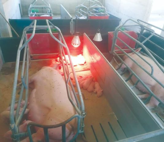 reprocentar u svinjogojstvu ivo bradarić