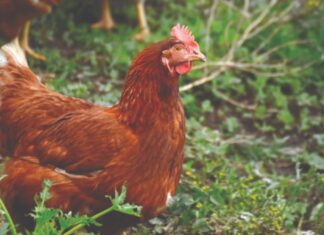 Započelo podnošenje zahtjeva za potpore za unaprjeđenje uzgoja izvornih pasmina peradi