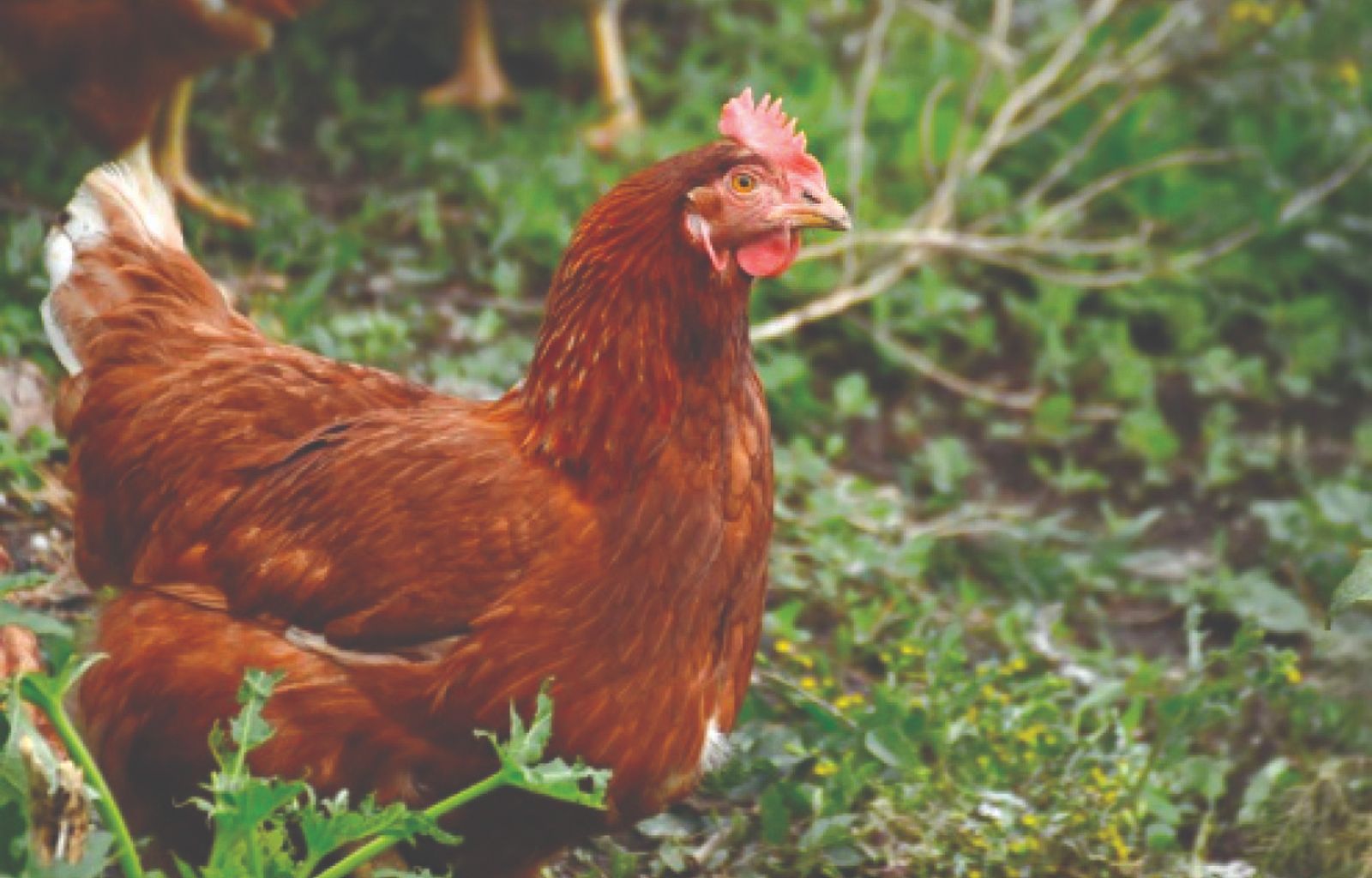 Započelo podnošenje zahtjeva za potpore za unaprjeđenje uzgoja izvornih pasmina peradi