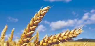 urod pšenice nada barišić žitozajednica