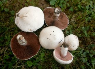 fungifest