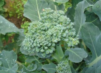 Brokula - uzgojite ovu zdravu i sve popularniju namirnicu