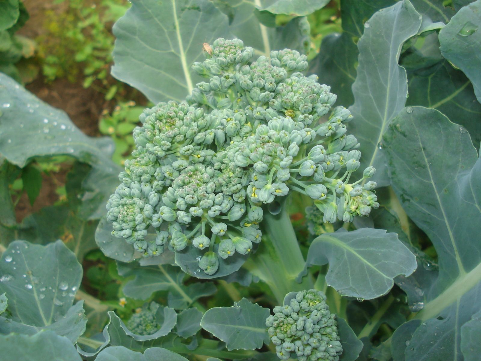 Brokula - uzgojite ovu zdravu i sve popularniju namirnicu