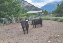 ekloška mliječna farma izravna prodaja samoposluživanjem primjer iz švicarskih alpi
