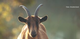 potpore za unaprjeđenje uzgoja koza i ovaca potpore za izvorne pasmine peradi