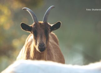 potpore za unaprjeđenje uzgoja koza i ovaca potpore za izvorne pasmine peradi
