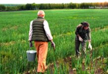 povremeni sezonski rad u poljoprivredi sezonski poslovi u poljoprivredi