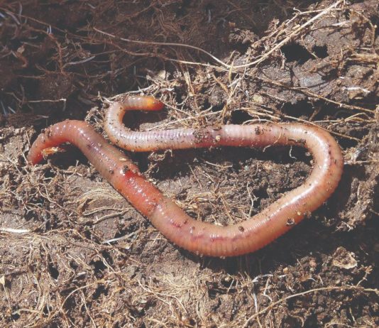 kalifornijska glista lumbripost