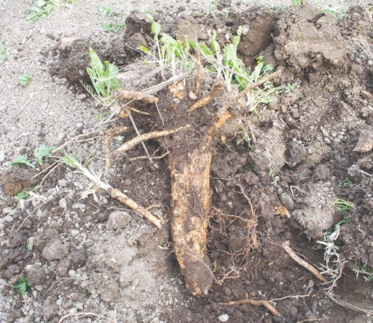 Hren je povrće, začin i lijek hren