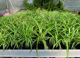 uzgoj bilja za uređenje interijera biljne vrste za uređenje interijera